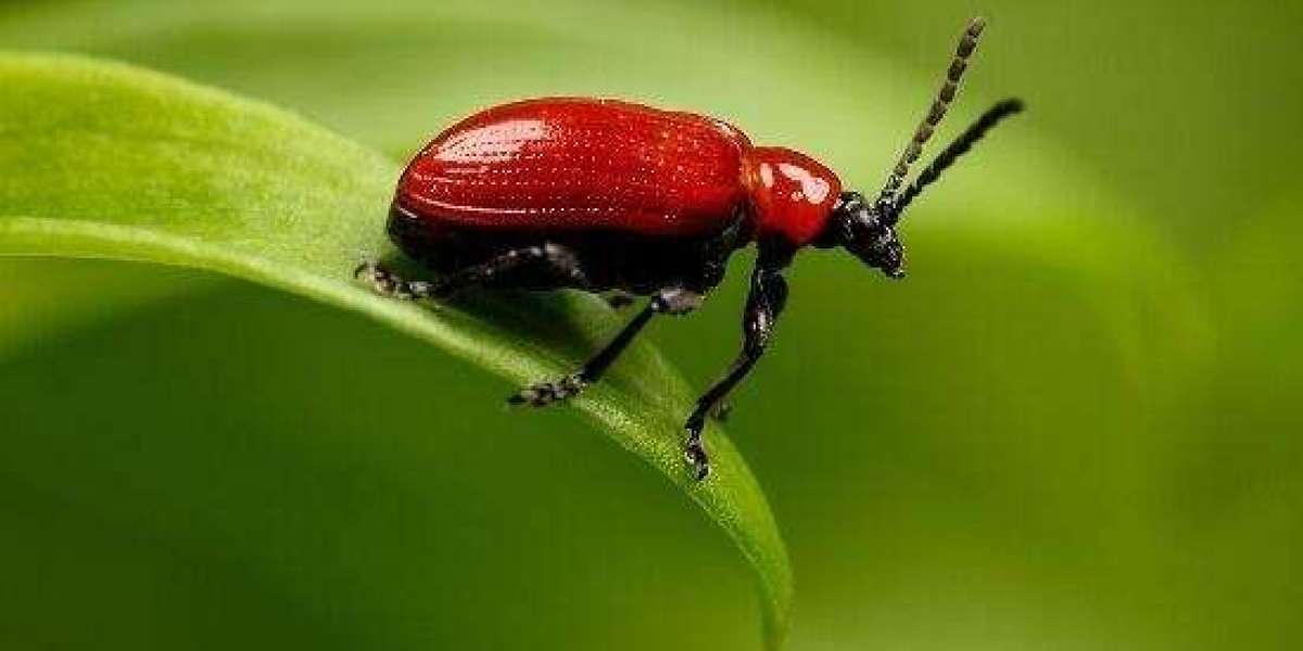 Yohaig NG - Latest Naija News Today 247 - Naijanews Headlines